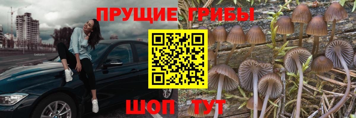 дарнет шоп  Галлюциногенные грибы прущие грибы  Вход с VPN  Гуково  Галлюциногенные грибы Psilocybe 